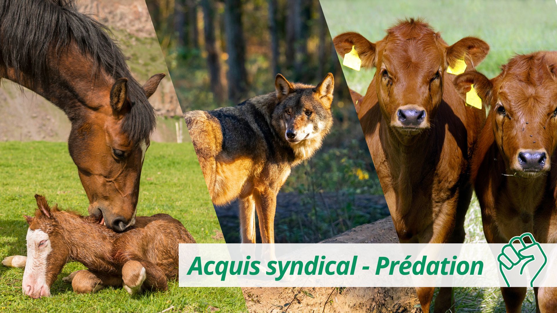 Acquis syndical | Entrée en vigueur d’un nouveau texte règlementaire sur la défense des élevages bovins, équins et asins contre les loups