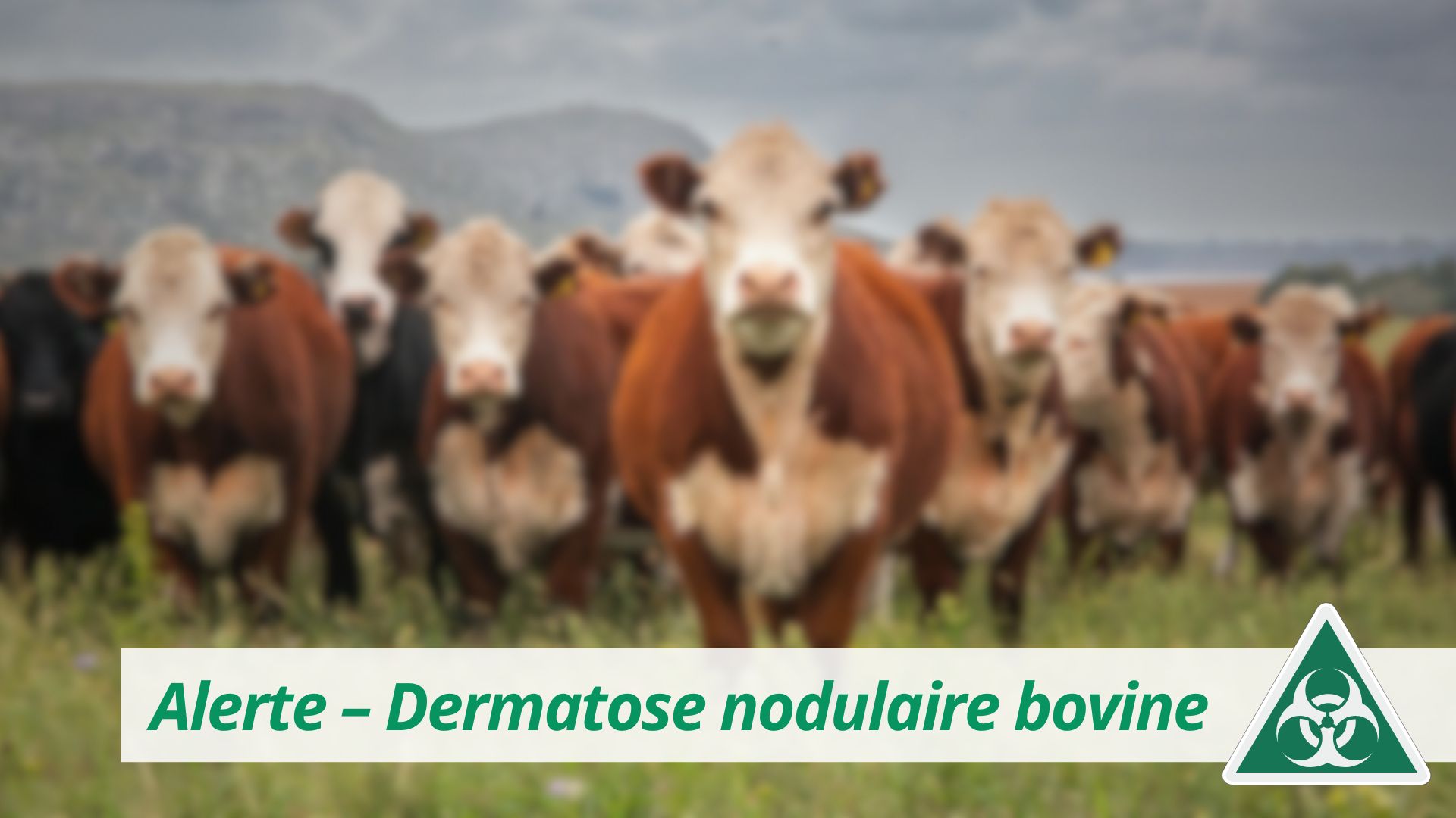 Alerte – Dermatose nodulaire bovine : premier foyer confirmé en France, appel à la vigilance